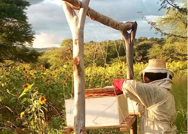 『タンザニア養蜂プロジェクト』ご紹介